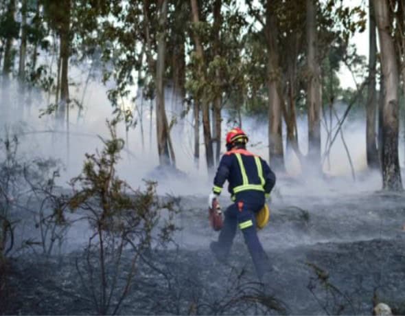 A firefighter walks through a forest fire.